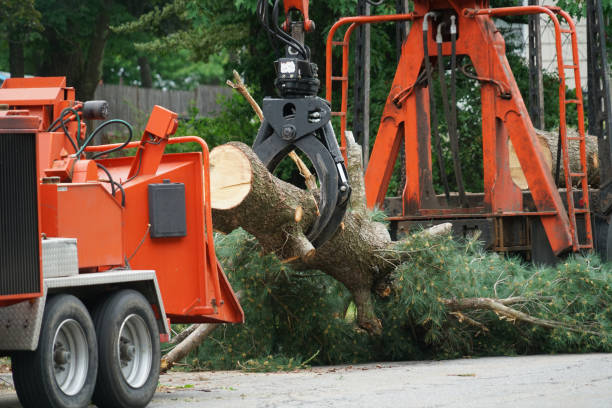 The Steps Involved in Our Tree Care Process in Washburn, ND